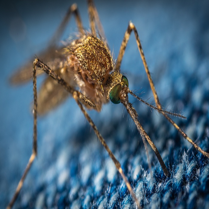 Mosquito Control Services